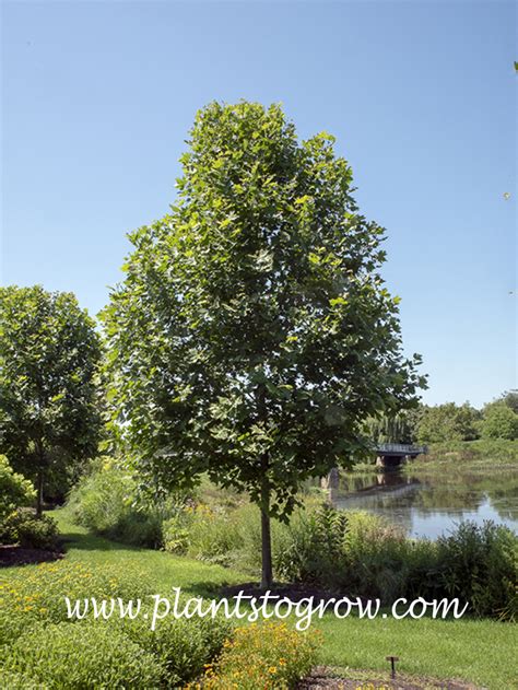Exclamation plane tree pros and cons. Things To Know About Exclamation plane tree pros and cons. 
